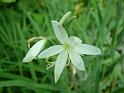 Schizostylis white 